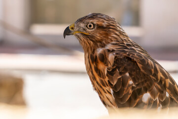detail of the head of a golden eagle Aquila chrysaetos with out of focus background