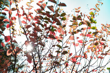 sunshine through fall autumn bright colorful leaves