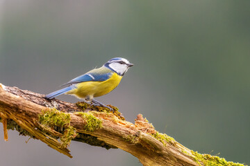 Blaumeise
