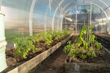 Naklejka premium greenhouse on a private plot on a sunny day