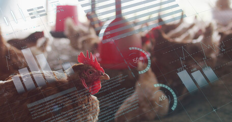 Image of financial data processing over chickens at farm