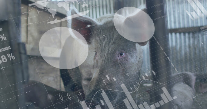 Image of financial data processing over pigs at farm