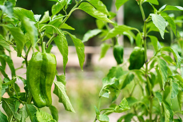 Green peppers in the orchard.
