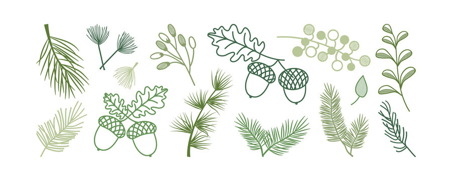 Christmas pine and fir, leaf branch tree, winter holly berry, acorn, evergreen plant, cedar twig vector icon, New Year wood, holiday decoration. Xmas line hand drawn element. Nature illustration