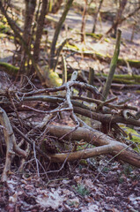 Old dry tree branches lying on the ground in the forest, close-up photography on a blurred background