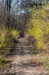 Path leading through the forest, dense shrub with small green leaves