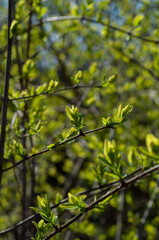 Young green leaves of a shrub close-up, blurred background.
