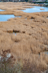 Marshy area with dry yellow reeds, small patches of water among vegetation, autumn season