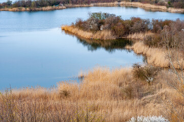 Marshy area with dry yellow reeds overgrown along the shores of the lake; autumn season