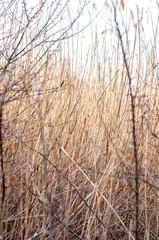 Stems of dry yellow reeds close-up among the bushes, blurred background