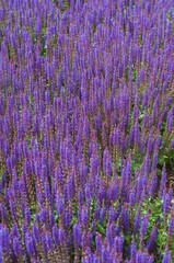 Obraz na płótnie Canvas Violet flowers Sage, ears of sage officinalis, close-up