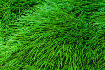 Bright green dense grass close up, colorful plant background.