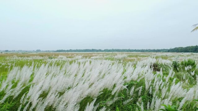 In the autumn season, the grass kash blooms in vast areas. Kashflowers can be seen blooming in vast areas of West Bengal in autumn.
