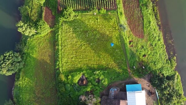 Aerial View Of Farm Lot In Rural Trimbakeshwar, Western Ghats Of Maharashtra In India. drone top-down