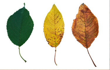 Three autumn leaves seasons change rainbow color gradient biological life cycle