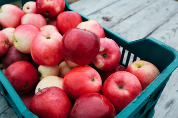 Red apple from organic farm. Harvesting in the garden. Red ripe juicy apples in a plastic box