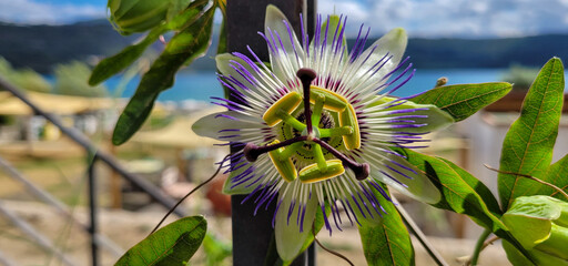 Close up view of a flower with blurred background.