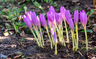 Beautiful blooming purple colchicum autumnale. Violet colchicum growing in garden. Autumn Crocus, saffron.