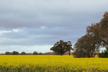 Obraz premium rapeseed field in spring