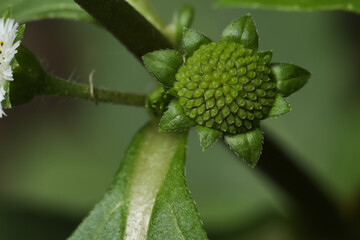 False daisy in the garden, in nature. Bhringraj seed. Eclipta. Eclipta alba. Yerba de tago. Natural abstract texture background. Herbal plant. Nature forest concept. Green color background.