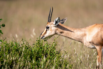 Chinkara or Indian gazelle or Gazella bennettii an Antelope portrait grazing grass at ranthambore national park or tiger reserve sawai madhopur rajasthan india asia