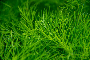 Close-up background of the Eupatorium capillifolium bush in the garden