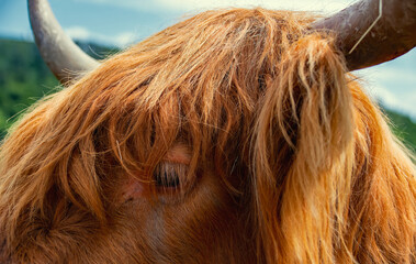 Schottisches Hochlandrind oder  Highland Cattle oder Kyloe  Mit ihrem rotbraunen Zottelfell und den...