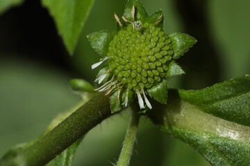 Leaf macro. False daisy plant in the garden, in nature. Yerba de tago. Bhringraj plant. Eclipta. Green nature abstract texture background wallpaper. Seed pod. Herbal plant.