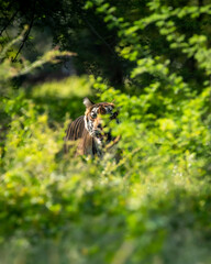 shy wild bengal female tiger or panthera tigris tigris hiding her face behind green grass in monsoon season safari in buffer zone area at ranthambore national park tiger reserve rajasthan india asia