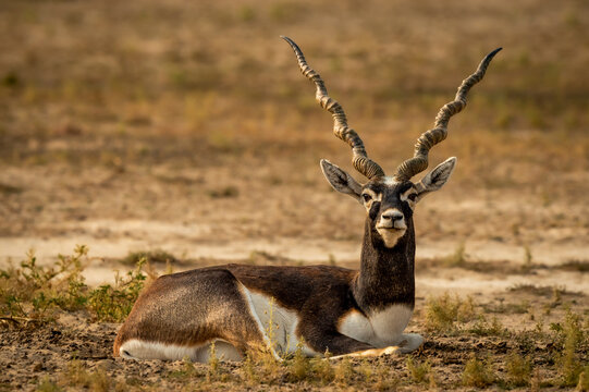 wild male blackbuck or antilope cervicapra or indian antelope closeup or portrait in natural green background at Blackbuck National Park Velavadar bhavnagar gujrat india asia