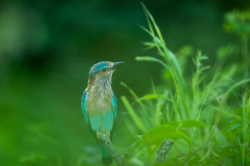 Indian roller or Coracias benghalensis bird closeup in monsoon green season at forest of central india asia