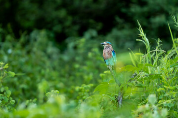 Indian roller or Coracias benghalensis bird habitat in monsoon green season at forest of central india asia