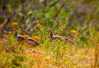 A flock of wild birds, young partridges, lives in the meadow. Gray partridge (Perdix perdix), gray partridge, English partridge, Hungarian partridge, hun.