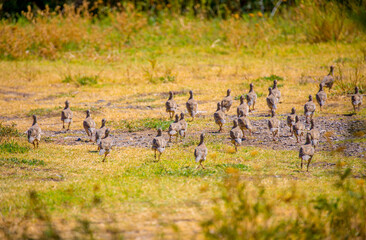 A flock of wild birds, young partridges, lives in the meadow. Gray partridge (Perdix perdix), gray partridge, English partridge, Hungarian partridge, hun.
