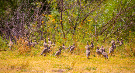 A flock of wild birds, young partridges, lives in the meadow. Gray partridge (Perdix perdix), gray...