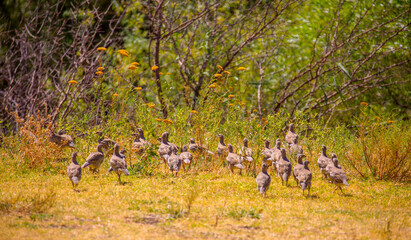 A flock of wild birds, young partridges, lives in the meadow. Gray partridge (Perdix perdix), gray...