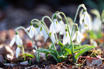 寄せ合うスノードロップ
