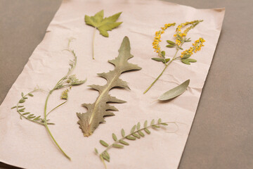 Sheet of paper with dried flowers and leaves on grey background, closeup