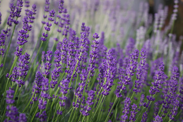 Obraz premium Beautiful blooming lavender plants in field, closeup