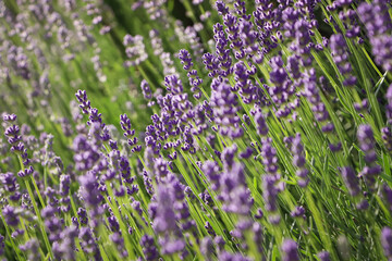 Obraz premium Beautiful blooming lavender plants in field on sunny day, closeup