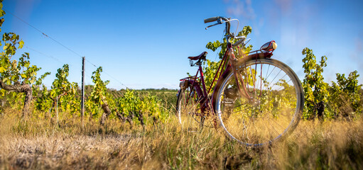 Vieux vélo rouge dans les vignes avant les vendanges.