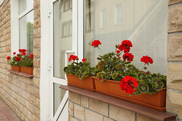 Fototapeta na wymiar Windows with beautiful potted red geranium flowers