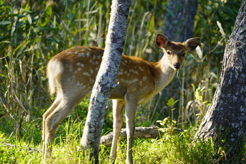 自然のなかの鹿