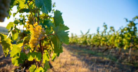 Paysage dans un vignoble en Anjou, grappe de raisin blanc avant les vendanges.