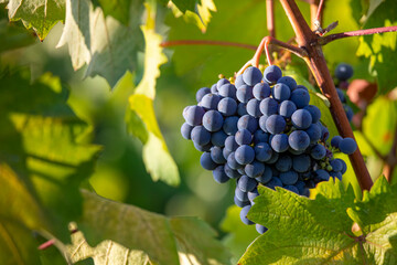 Grappe de raisin noir dans un vignoble en automne.
