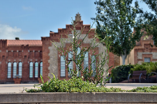 planta urbana
