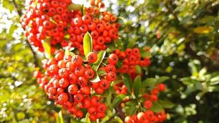 pyracantha angustifolia