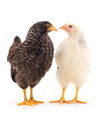 Two hen isolated.