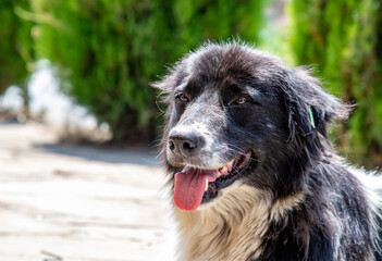 Portrait of a mixed breed dog outdoors in nature sticking out his tongue.