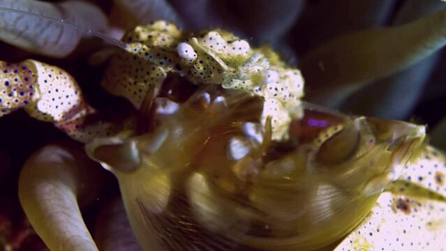 Anemone porcelain crab filtering planktons and eating.